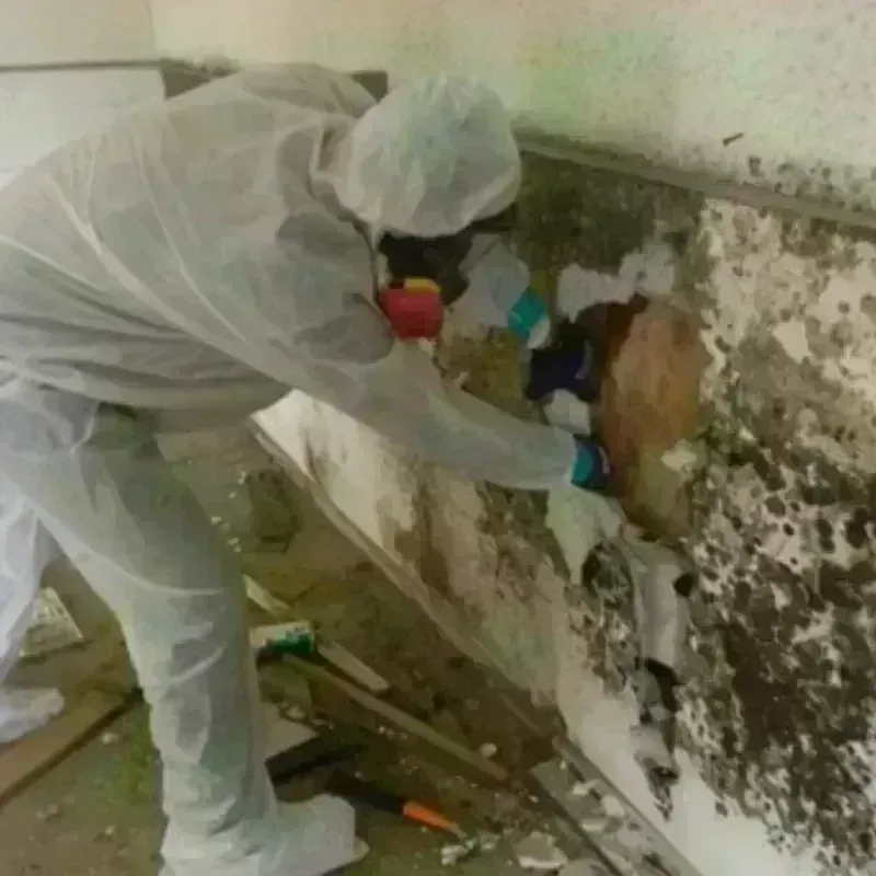 Mold Remediation and Removal in Gretna, VA